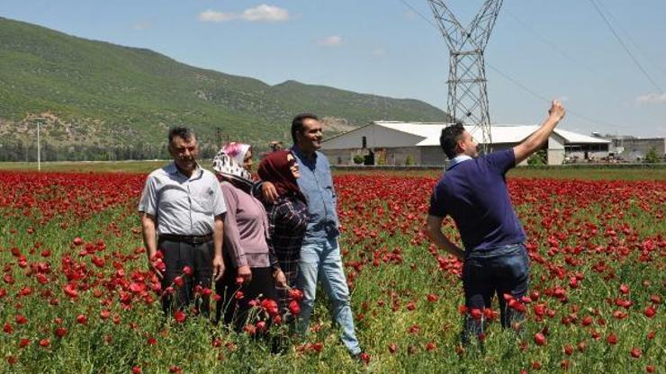 Gelinciklerin oluşturduğu manzara ilgi çekti
