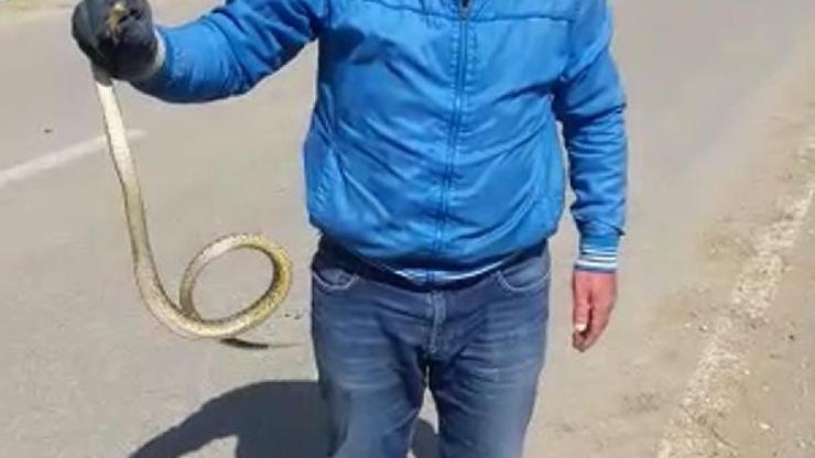 Yolda gördüğü yılanı, doğaya saldı