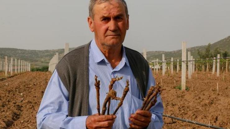Bağındaki asmalarını köklediler, bağ direklerini kırdılar
