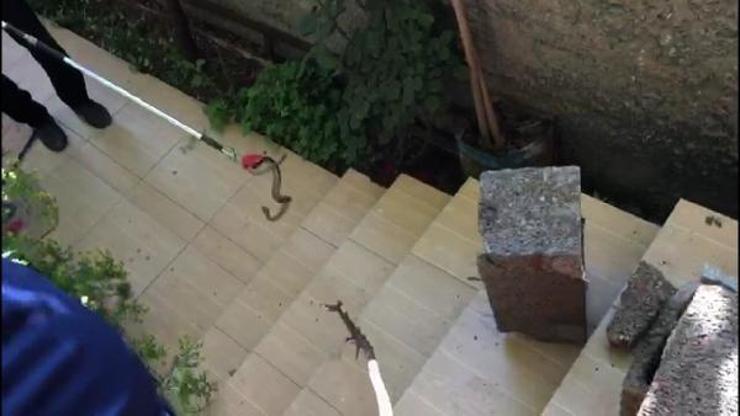Evin bahçesine giren yılan korkuttu