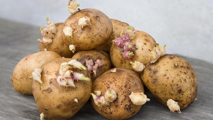 Dikkat Filizlenen patates öldürebilir