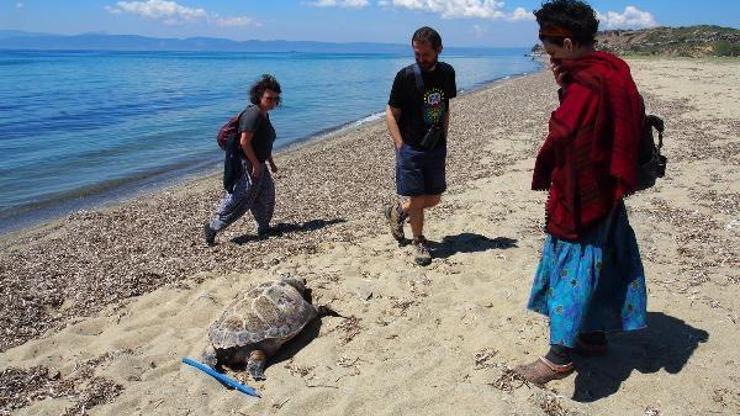 Ayvalık sahilinde ölü caretta caretta bulundu