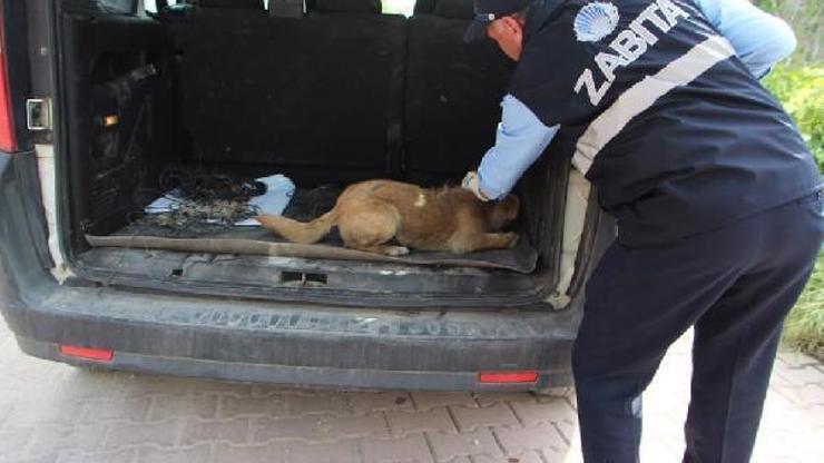 Ayağı kırılan köpek, belediye ekiplerince tedaviye alındı