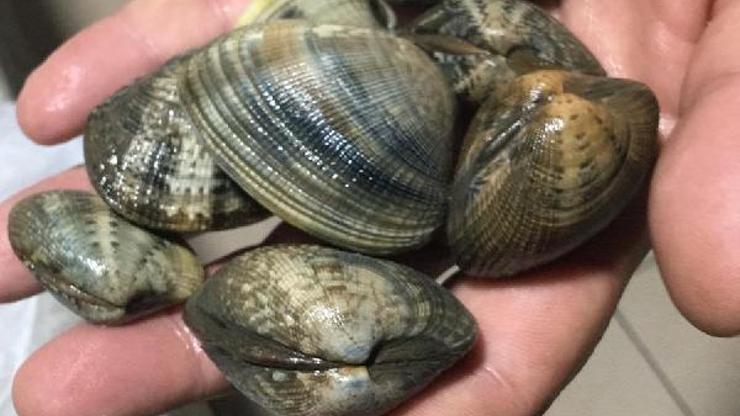 Kovalamaca sonucu durdurulan araçtan 1,2 ton kaçak midye çıktı