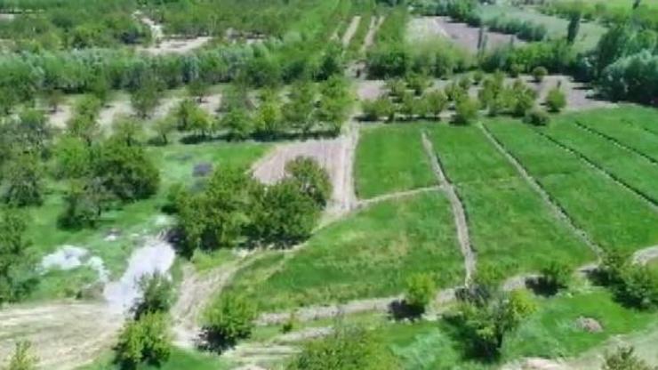 Malatyada 3 bin 565 kök kenevir ele geçirildi