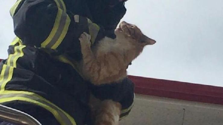 Ağaçta mahsur kalan kediyi itfaiye kurtardı