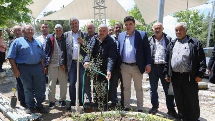 Buca köylerinde zeytin seferberliği