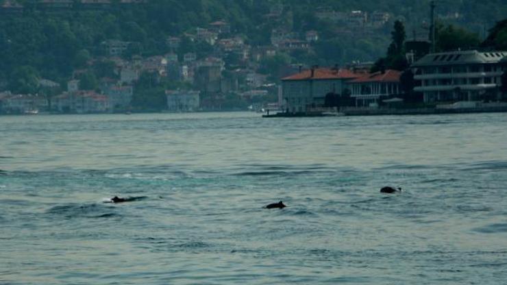 İstanbul Boğazında yunus şöleni