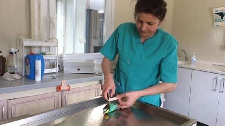 Yaralı arı kuşu tedavi edildi