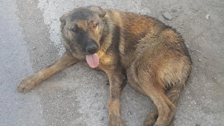 Kahta’da otomobilin çarptığı köpek yaralandı