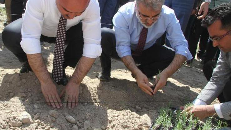 Kayseride lavanta ekimi yapıldı