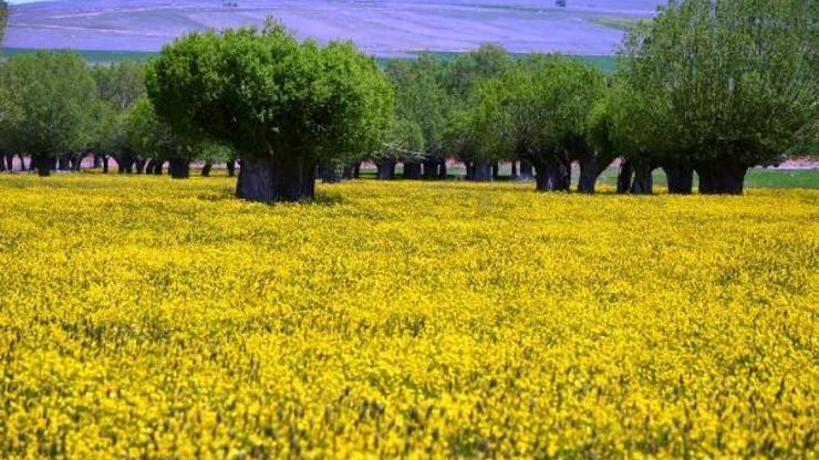 Darende çiçeklerle sarıya büründü