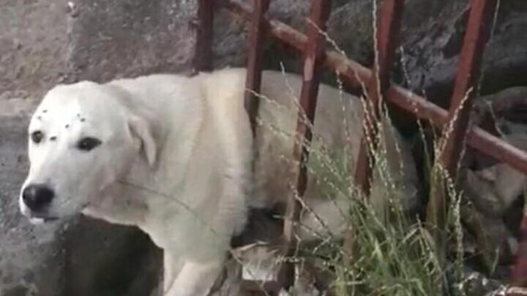 Demir parmaklıklara sıkışan köpek kurtarıldı