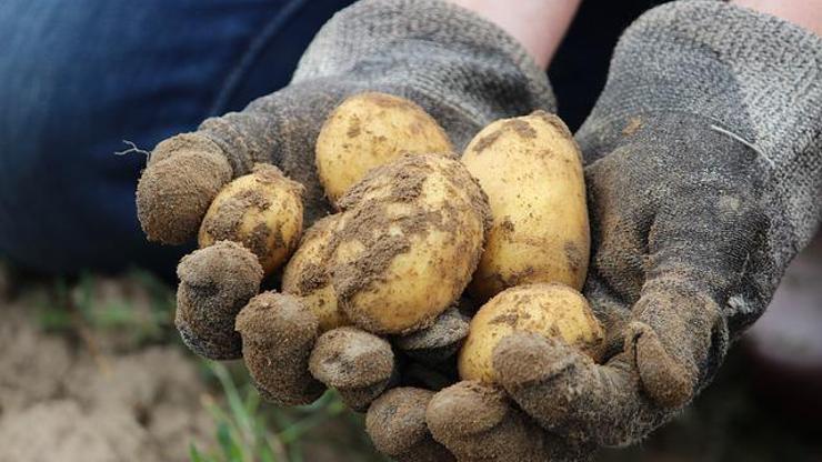 Filizlenen patates öldürebilir