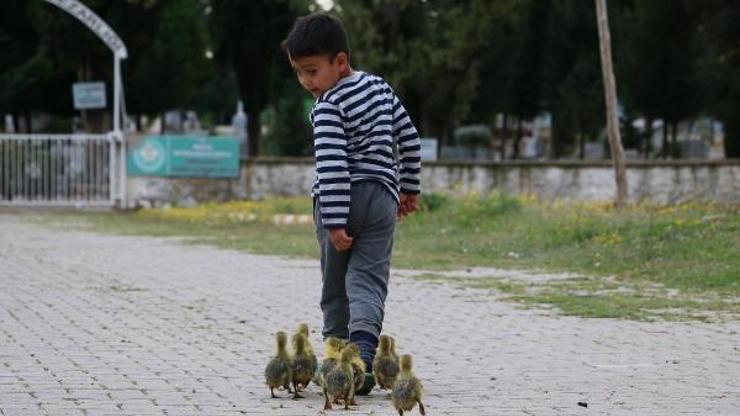 Minik Besimin kaz yavrularıyla yürek ısıtan dostluğu