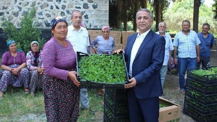Kadın çiftçilere biber fidesi dağıtıldı