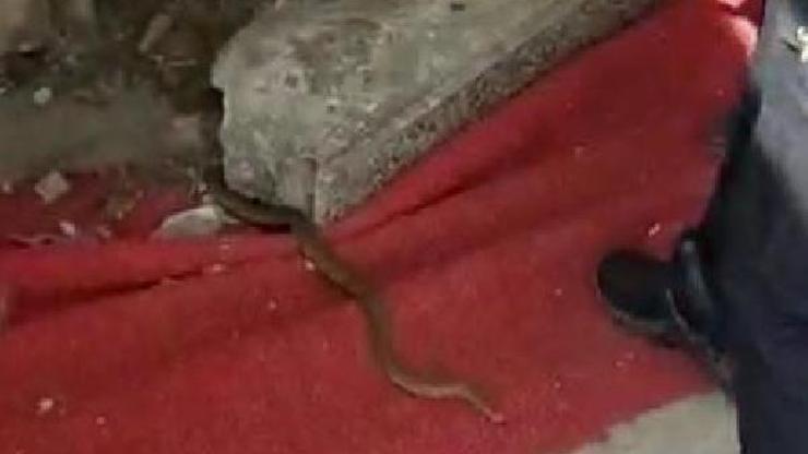 Yalova’da yılan paniği kamerada