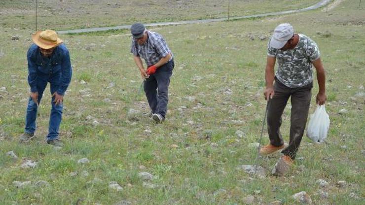 Domalan mantarı, kilosu 80 liradan satılıyor