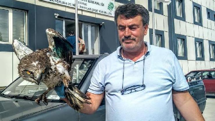 Yaralı halde bulunan şahin, tedaviye alındı