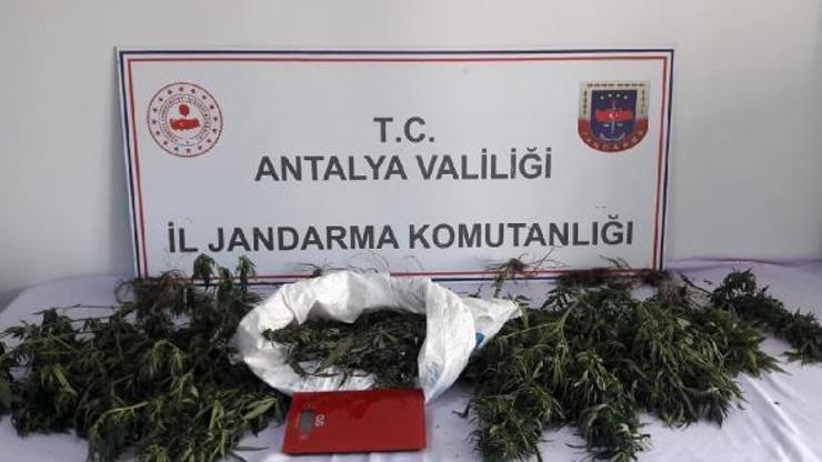 Terasta uyuşturucu serası kurmuş