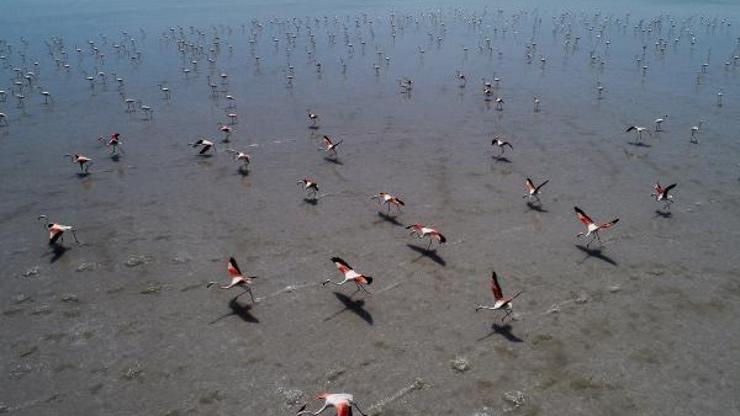 Flamingo cenneti Tuz Gölü kuruyor