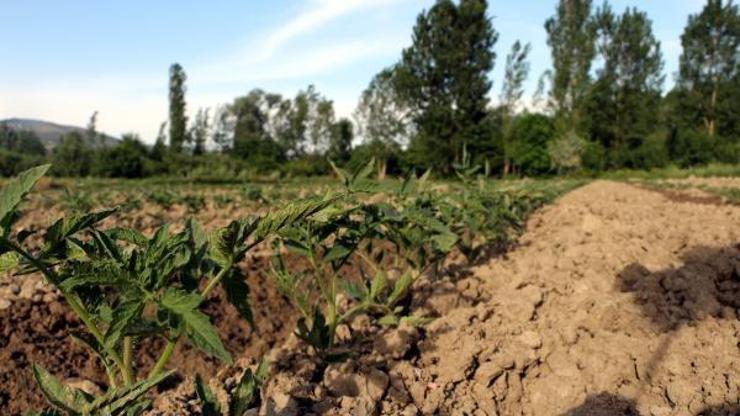 Tokatta domates fidesi ekimi başladı