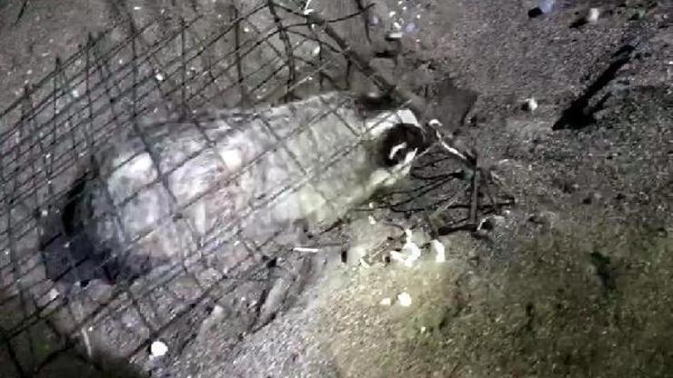 Caretta yuvalarına porsuk tehdidi