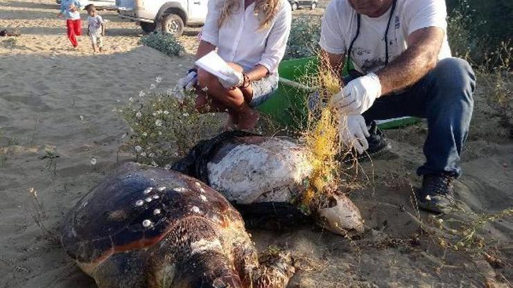 Paragat misinasına dolanan caretta carettalar telef oldu