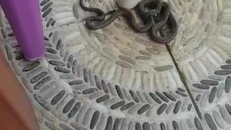 Sultangazide yılanlar evlere kadar girdi