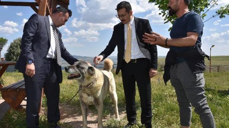 Kangal Köpeği Merkezinin standartları yükseltilecek