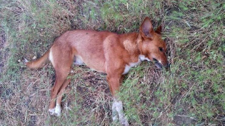 Ceviz bahçesinde 4 köpek ölüsü bulundu