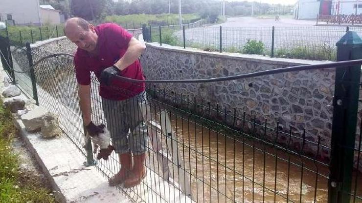 Dere yatağında mahsur kalan yavru köpekler kurtarıldı