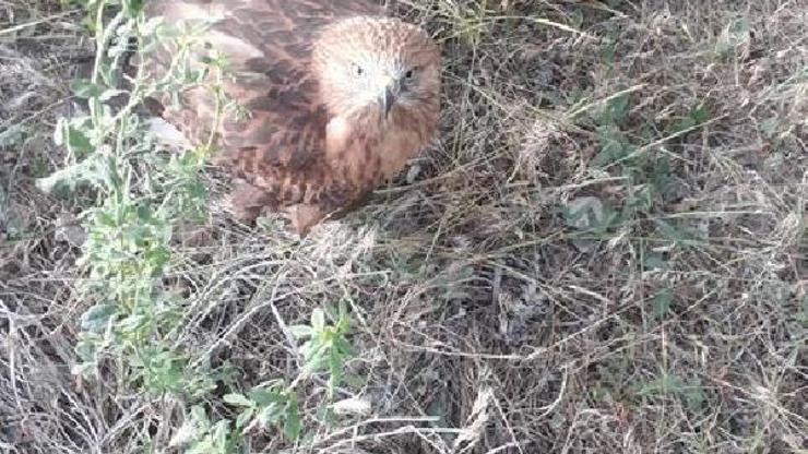 Dolu yağışında yaralanan kartala çiftçi sahip çıktı