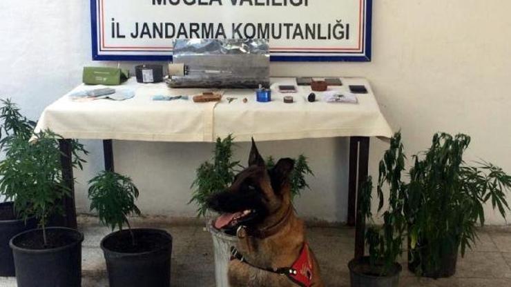 Esrar üretmek için ev kiralamışlar