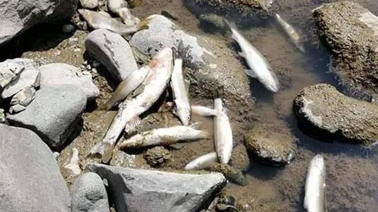 Ordu’nun derelerinde toplu balık ölümleri
