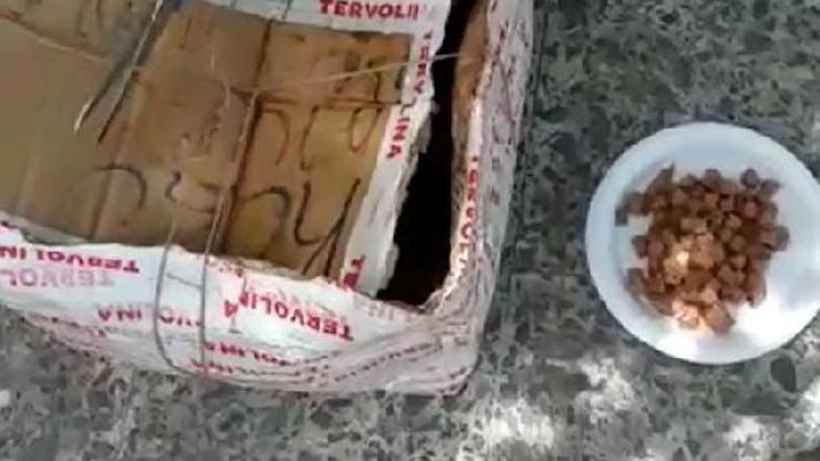 Kedi ve yavruları, ağzı telle bağlı kolide ölüme terk edildi