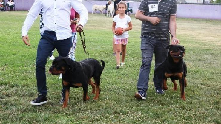 Farklı köpek ırkları Bursada yarıştı