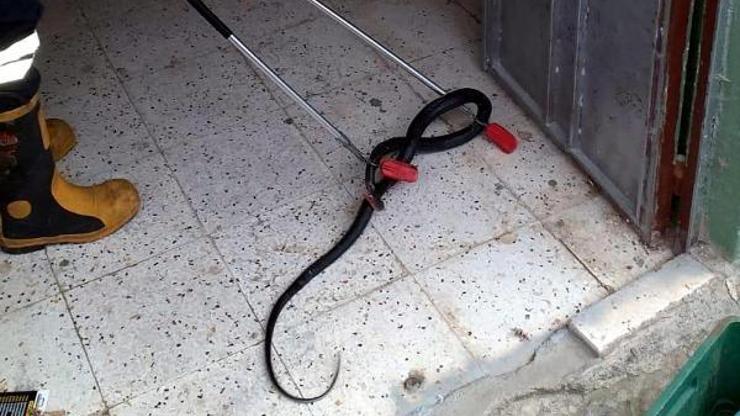 Apartman girişindeki yılanı, itfaiyeciler yakaladı