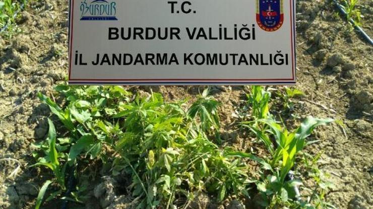 Yasadışı kenevir eken şüpheli yakalandı