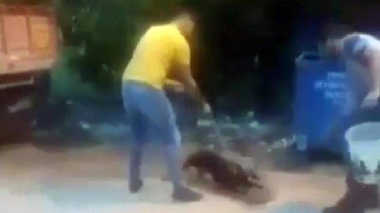 Köpeğine, sokak kedisini parçalattı