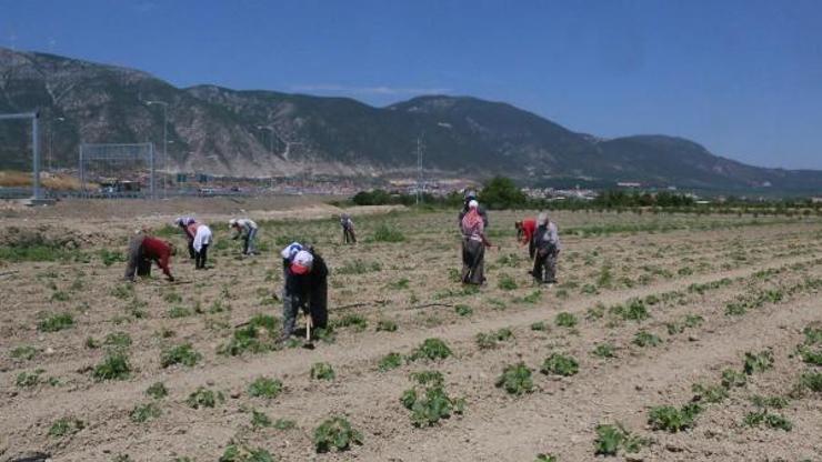 Kırkağaç kavunu üreticinin yüzünü güldürecek