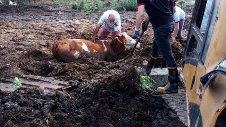 Çamura saplanan ineği itfaiye kurtardı