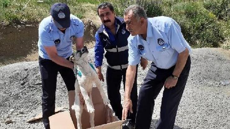 Yaralı köpeğe belediye ekibi sahip çıktı