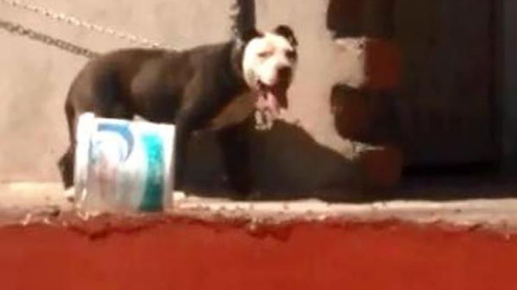 Çatıya bağlanan pitbull telef olmuş