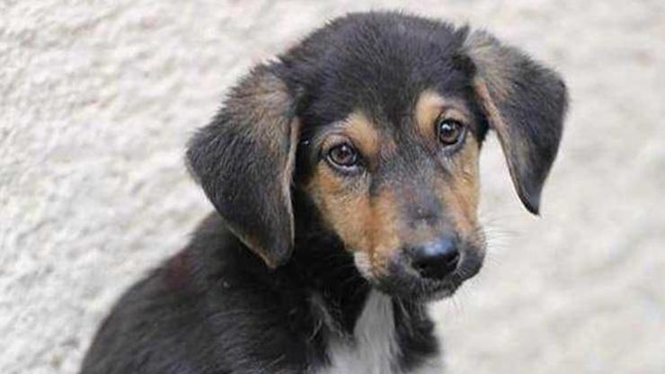 Rizede dereye atılan köpek yavrusu koruma altına alındı