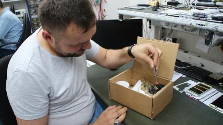 Yavru kırlangıçları işyerinde besliyor