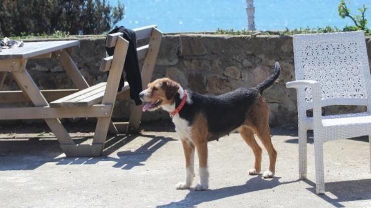 Denizde kaybolan müzik öğretmeninin köpeği, kıyıdan ayrılmıyor
