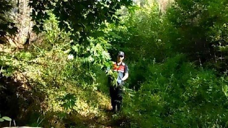 Demircide Hint keneviri yetiştiren 4 kişi Selendide yakalandı