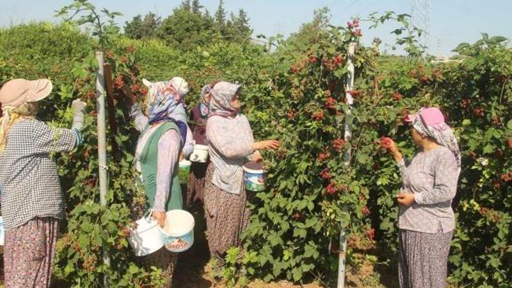 Silifke’de böğürtlen hasadı başladı