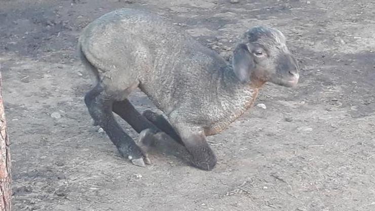 Ağıldaki yangında yavru kuzu, ölen küçükbaşların içinde annesini aradı